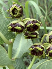 Pachycarpus galpinii