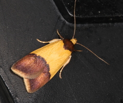 Heteroteucha dichroella