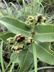 Pachycarpus galpinii