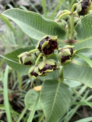 Pachycarpus galpinii