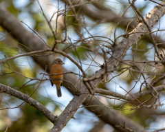 Passerina rositae
