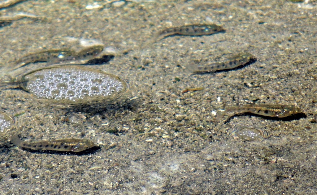 Jenynsia alternimaculata