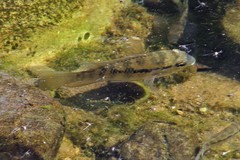 Banded Acara photo 5