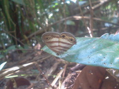 Euptychia
