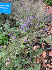 Salvia abrotanoides