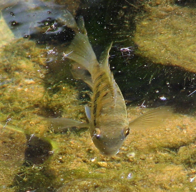 Banded Acara