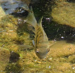 Banded Acara photo 4