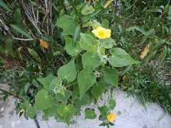 Abutilon hypoleucum