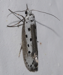 Ethmia terminella
