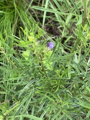 Psoralea glabra