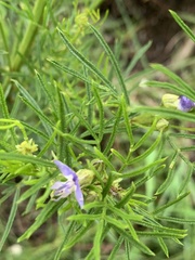 Psoralea glabra