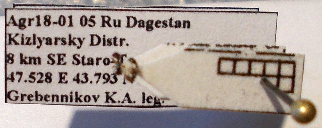 Cardiocondyla stambuloffii