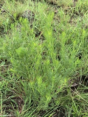 Psoralea glabra