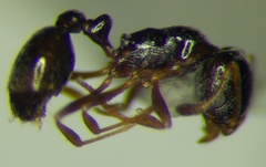 Cardiocondyla stambuloffii