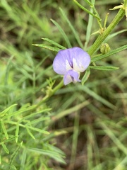 Psoralea glabra