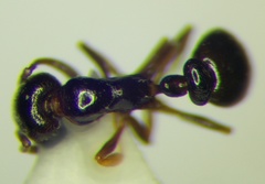 Cardiocondyla stambuloffii