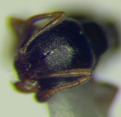 Cardiocondyla stambuloffii