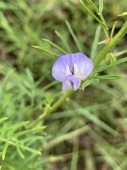 Psoralea glabra