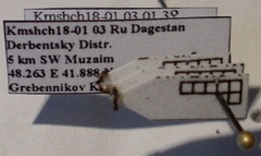 Cardiocondyla stambuloffii