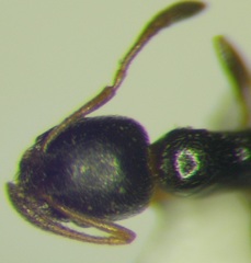 Cardiocondyla stambuloffii