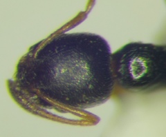 Cardiocondyla stambuloffii