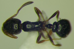 Cardiocondyla stambuloffii