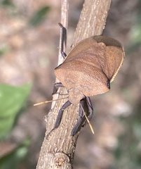 Basicryptus costalis