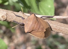 Basicryptus costalis