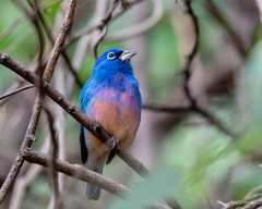 Passerina rositae
