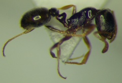 Cardiocondyla stambuloffii