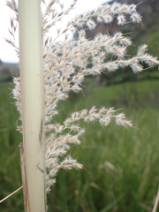 Miscanthus ecklonii