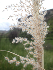 Miscanthus ecklonii