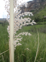 Miscanthus ecklonii
