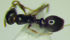 Cardiocondyla stambuloffii