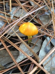 Amanita flavoconia image
