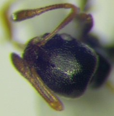 Cardiocondyla stambuloffii