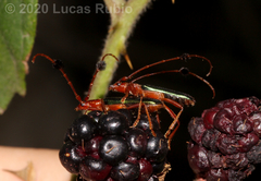 Compsocerus violaceus