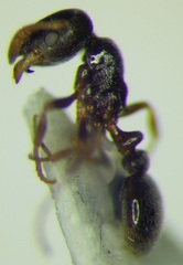 Cardiocondyla stambuloffii