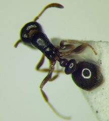 Cardiocondyla stambuloffii