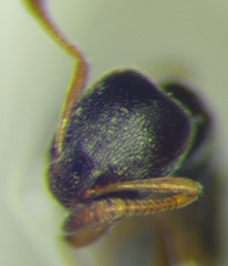 Cardiocondyla stambuloffii