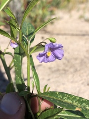 Solanum simile