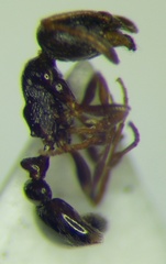 Cardiocondyla stambuloffii