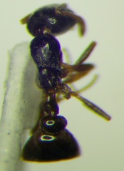 Cardiocondyla stambuloffii