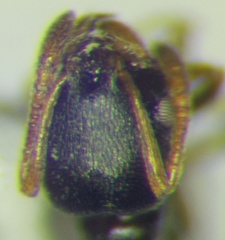 Cardiocondyla stambuloffii