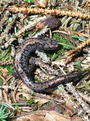 Plethodon welleri