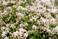 Aspalathus submissa
