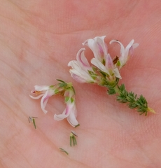 Aspalathus submissa