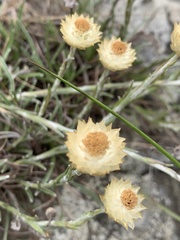 Helichrysum chionosphaerum