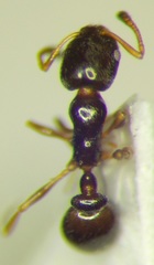 Cardiocondyla stambuloffii