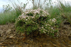 Aspalathus submissa